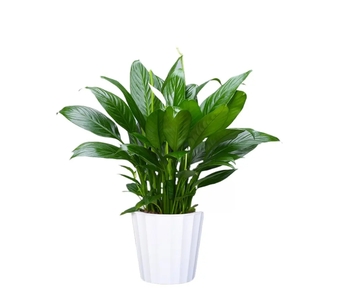 镇海植物出租方案来袭，轻松扮靓你的环境