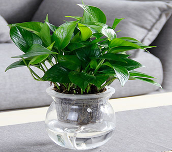 揭秘前湾绿化修剪哪家好，让绿植焕发生机！