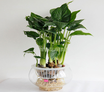 宁波杭州湾绿化修剪公司