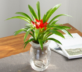 专业服务选前湾花木出租，让你的空间绿意盎然！